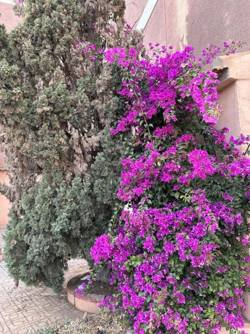 Sol De Mar, La Mata Daire La Mata  Dış mekan fotoğraf